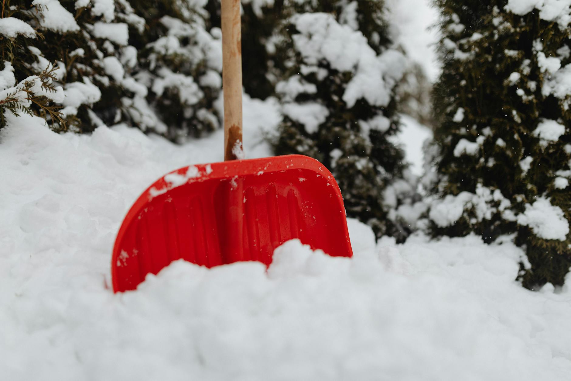red snow shovel stuck in snow